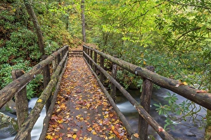 North Carolina Prints: USA, North Carolina, Joyce Kilmer Memorial Forest