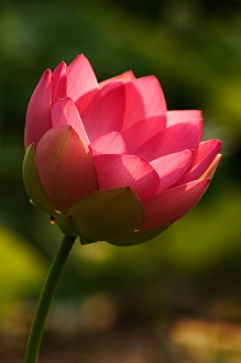 Images Dated 8th July 2006: USA; North Carolina; Lotus blossom with backlighting