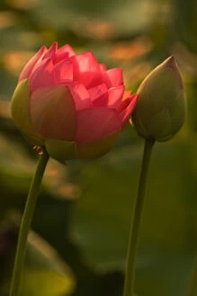USA; North Carolina; Lotus blossom and bud with back lighting