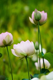 USA; North Carolina; Lotus in garden