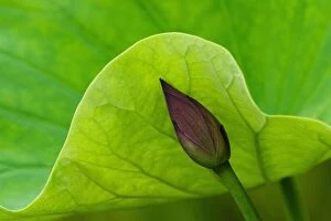 Images Dated 6th July 2006: USA; North Carolina; Lotus leaf and bud