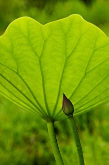 USA; North Carolina; Lotus leaf and bud with back lighting