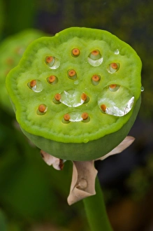 Images Dated 6th July 2006: USA; North Carolina; Lotus seedcase with dew drops