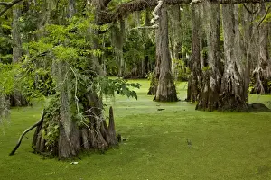 Images Dated 18th June 2009: USA, North Carolina, Merchants Millpond State Park, Cypress trees growing in swamp