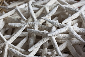 Images Dated 5th November 2013: USA, North Carolina, Outer Banks National Seashore, Corolla, dried starfish