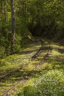 Images Dated 3rd May 2015: USA, North Carolina. Overgrown abandoned rail line