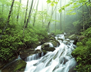 Images Dated 11th February 2013: USA, North Carolina, Pisgah National Forest, View of Cove creek covered with fog