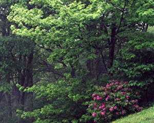 USA, North Carolina, Pisgah National Forest, Catawba Rhododendron in a foggy deciduous