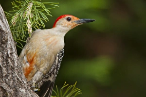 Needle Prints: USA, North Carolina. Red-headed woodpecker on tree