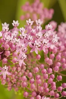 Cluster Prints: USA; North Carolina; Swamp milkweed blooming wild in the summer
