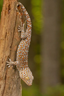 Stump Prints: USA, North Carolina. Tokay gecko on a tree stump