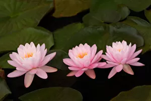 USA; North Carolina; Water lilies