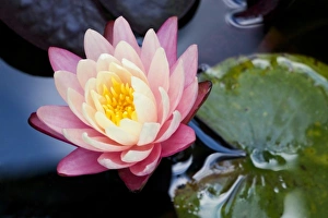 Images Dated 19th May 2009: USA; North Carolina; Water lily blooming in a garden