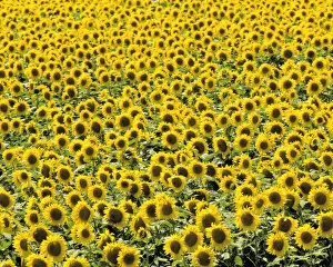 USA, North Dakota, Cass Co. An endless field of golden sunflowers, in Cass County