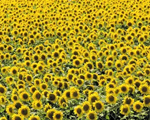 Cass County Prints: USA, North Dakota, Cass Co. An endless field of golden sunflowers, in Cass County