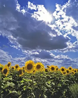 Sun Flower Prints: USA, North Dakota, Cass Co. A sunflower brigade marches beneath a dramatic sky in Cass County