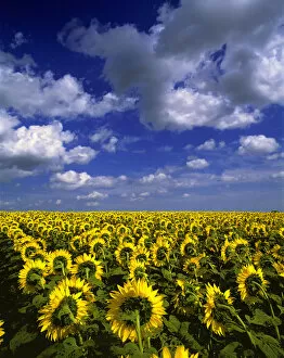 USA, North Dakota, Cass Co. These sunflowers appear to be marching to the horizon in Cass County