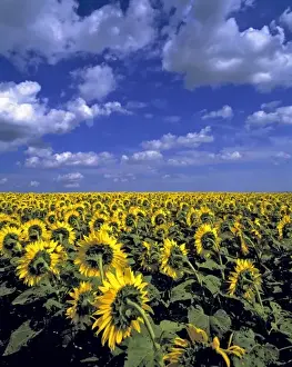 Sun Flower Prints: USA, North Dakota, Cass Co. Sunflowers stretch as far as the eye can see in Cass County