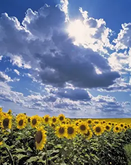 USA, North Dakota, Cass Co. Sunflowers talk amongst themselves as thunderclouds form overhead