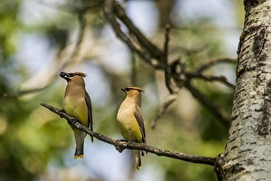 North Dakota Prints: USA, North Dakota. Cedar Waxwings