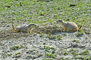 USA, North Dakota, Medora. Theodore Roosevelt National Park, South Unit, Prairie Dog Town