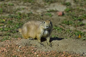 USA, North Dakota, Medora. Theodore Roosevelt National Park, South Unit, Prairie Dog Town