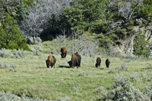 USA, North Dakota, Medora. Theodore Roosevelt National Park, South Unit, Bison Grazing