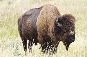 Theodore Roosevelt National Par Prints: USA, North Dakota, Medora. Theodore Roosevelt National Park, North Unit, American Bison