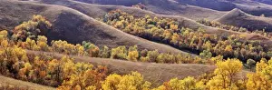 Coulee Prints: USA, North Dakota, New Town. Cottonwoods in fall color fill the coulees near New