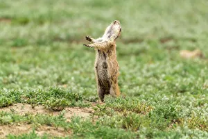 Theodore Roosevelt National Par Prints: USA, North Dakota, Theodore Roosevelt National Park. Prairie dog barks a warning