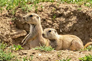 Theodore Roosevelt National Par Prints: USA, North Dakota, Theodore Roosevelt National Park. Prairie dogs in den