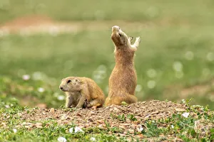 Theodore Roosevelt National Par Prints: USA, North Dakota, Theodore Roosevelt National Park. Prairie dog barks a warning