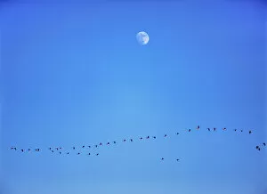 USA, North Dakota, Washburn. A flock of Canada geese flies below an almost full moon near Washburn