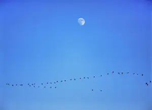 Geese Prints: USA, North Dakota, Washburn. A flock of Canada geese flies below an almost full moon near Washburn