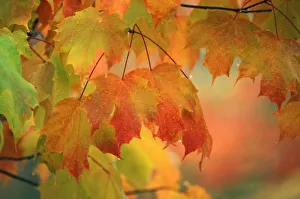 North East Prints: USA, Northeast, Maple Leaves in Rain