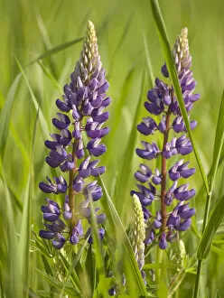 Images Dated 21st June 2007: USA, Northeastern Minnesota, near Silver Bay, lupine, Lupinus sp