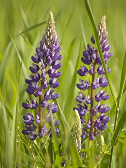 Images Dated 21st June 2007: USA, Northeastern Minnesota, near Silver Bay, lupine, Lupinus sp