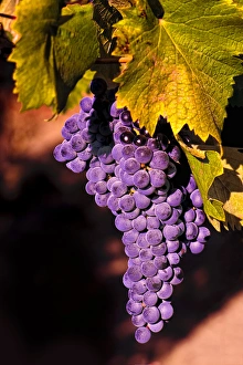 USA, Washington, Walla Walla, vineyard