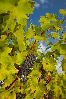 USA, Northwest, Eastern Washington, Walla Walla, vineyard