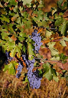 Images Dated 8th October 2009: USA, Northwest, Eastern Washington, Walla Walla, vineyard