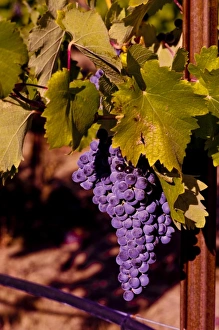 Vine Yard Prints: USA, Northwest, Eastern Washington, Kiona Winery