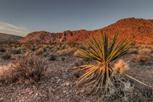 Gravel Prints: USA, NV. Red Rock Canyon National Conservation Area