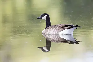 Images Dated 25th September 2014: USA, Ogle County, Illinois, Canada Goose floating on Rock River