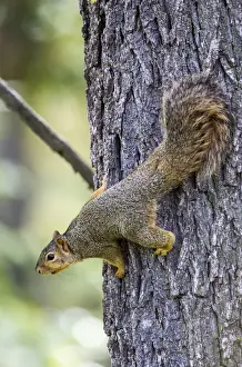 Climbing Prints: USA, Ogle County, Illinois, Eastern Fox Squirrel on side of tree