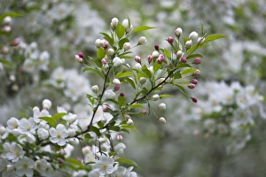 Cherry Blossom Prints: USA, Ohio. Cherry blossom branch in bloom