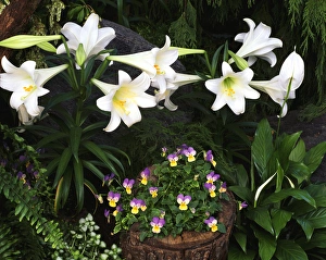Ohio Prints: USA, Ohio, Cincinnati, Easter lily flowers, close-up