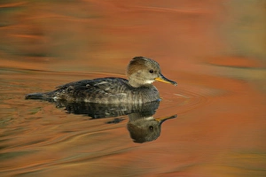 Paddling Prints: USA, Ohio, Cleveland. Close-up of female hooded merganser moving in water. Credit as