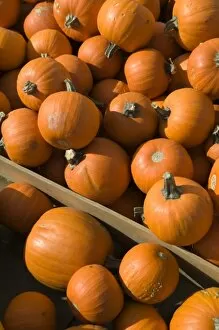 Images Dated 26th October 2006: USA, Ohio, Kidron: Autumn Pumpkins
