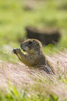 Oklahoma Prints: USA, Oklahoma, Wichita Mountains National Wildlife Refuge. Prairie dog eating. Credit as