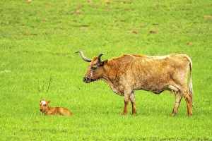 Oklahoma Prints: USA, Oklahoma, Wichita Mountains National Wildlife Refuge. Longhorn cow with calf